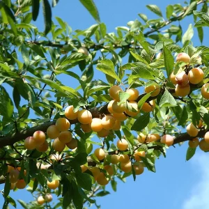 Prunier Mirabelle Parfumée de Septembre