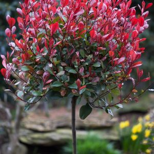 PHOTINIA FRASERI SUR TIGE
