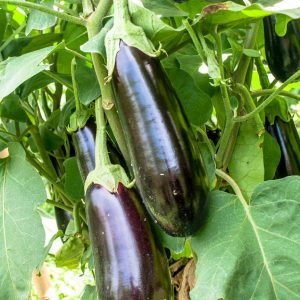 Aubergine type classique de semis