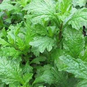 Verveine officinale