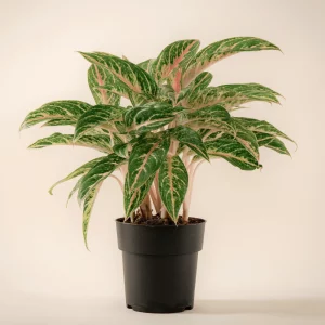 Aglaonema ‘Coco Melon’