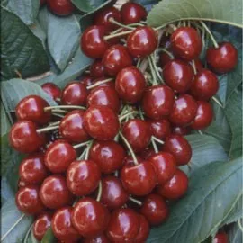Cerisier Burlat