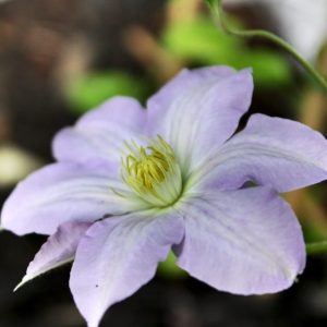 Clématite Integrifolia &lsquo;Étoile Nacrée&rsquo;