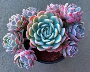 Echeveria elegans  – Echeveria