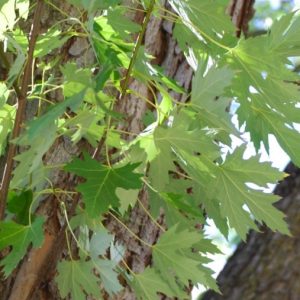 Érable Argenté Commun