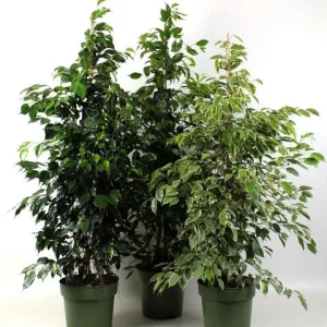 Ficus mix