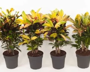 Codiaeum mix