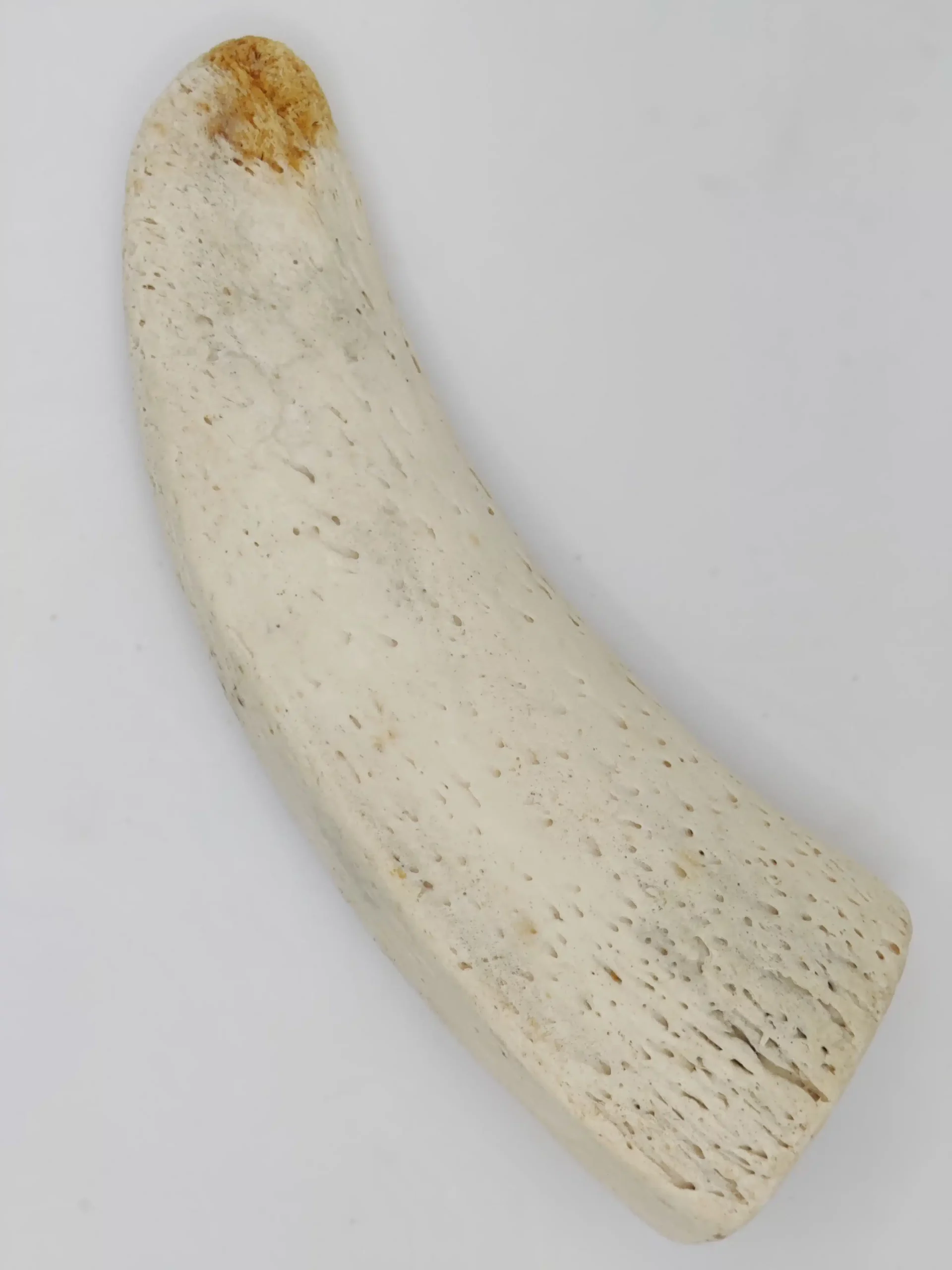 Noyaux de Cornes de Buffle pour Chiens – Image 4