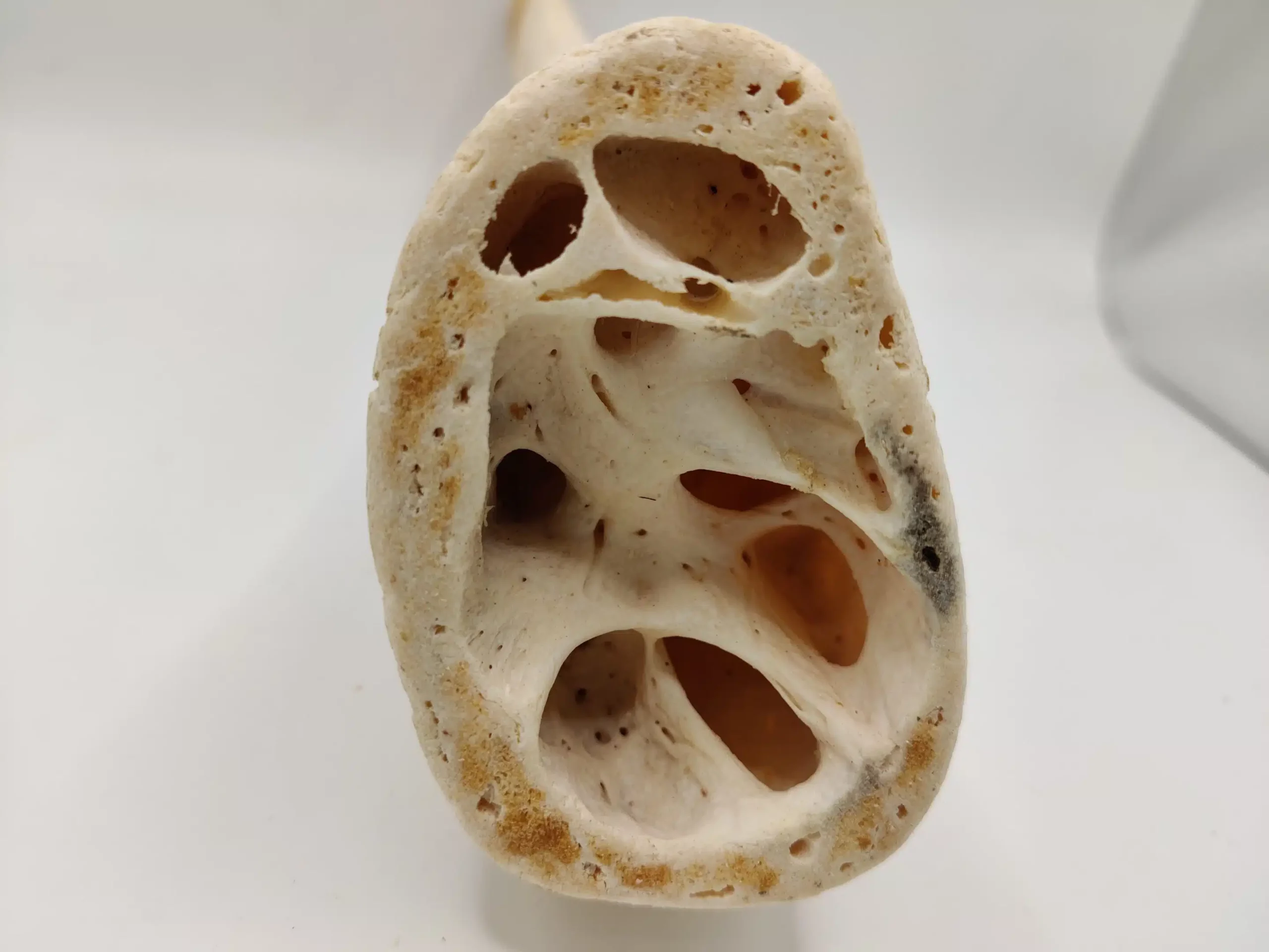 Noyaux de Cornes de Buffle pour Chiens – Image 2