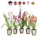 Orchidacea