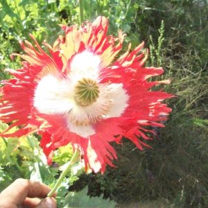 Pavot &lsquo;Jimmy flag&rsquo;