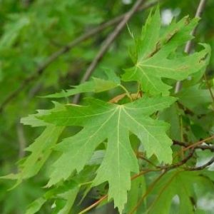 Érable Argenté ‘Pyramidalis’