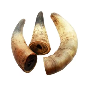 Corne de Vache pour Chien