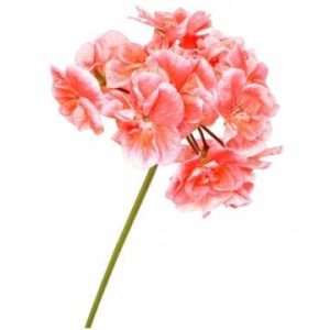 Géranium Rosat Bourbon BIO – 250 ML HA ESSENCIAGA