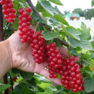 Groseille Rouge « Natalie »