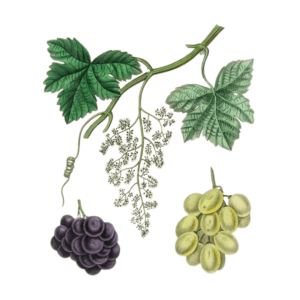 Vigne rouge (Vitis vinifera)